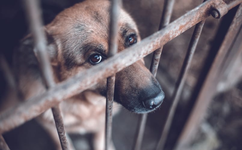 Animal Cruelty Attorney San Diego | Law Office of Vikas Bajaj, APC